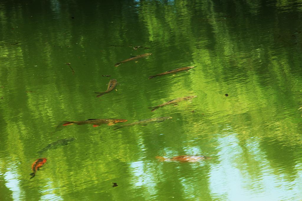 Thekkady Kalarickal Heritage Bungalow Vandanmedu エクステリア 写真